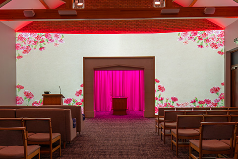 Carnations Projection Image