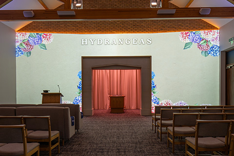 Hydrangeas Projection Image